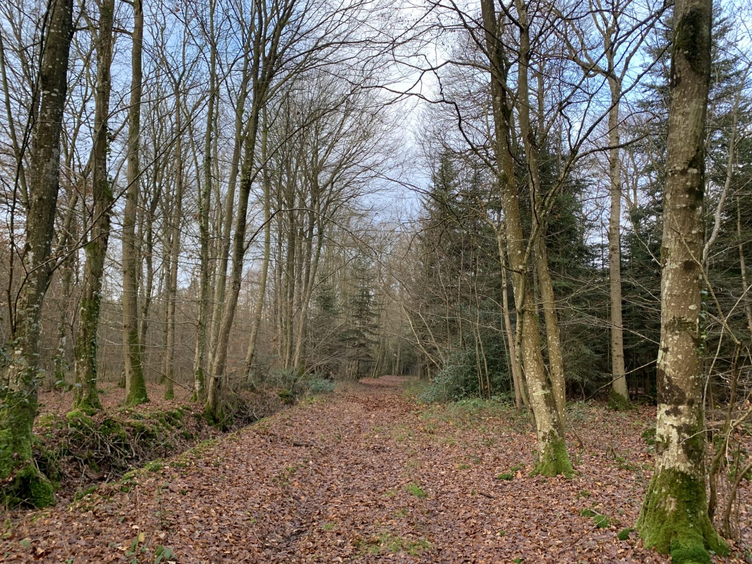 Photo de la forêt Bois Neuf