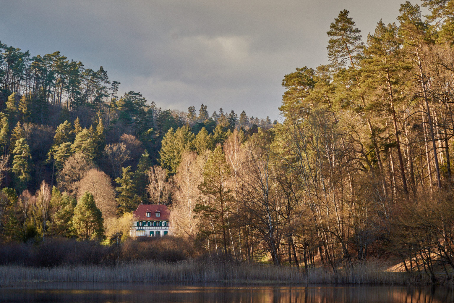Photo de la forêt Dambach