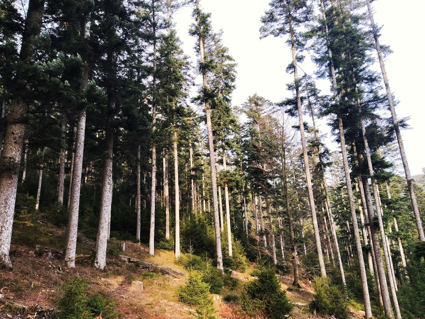 Photo de la forêt Engin