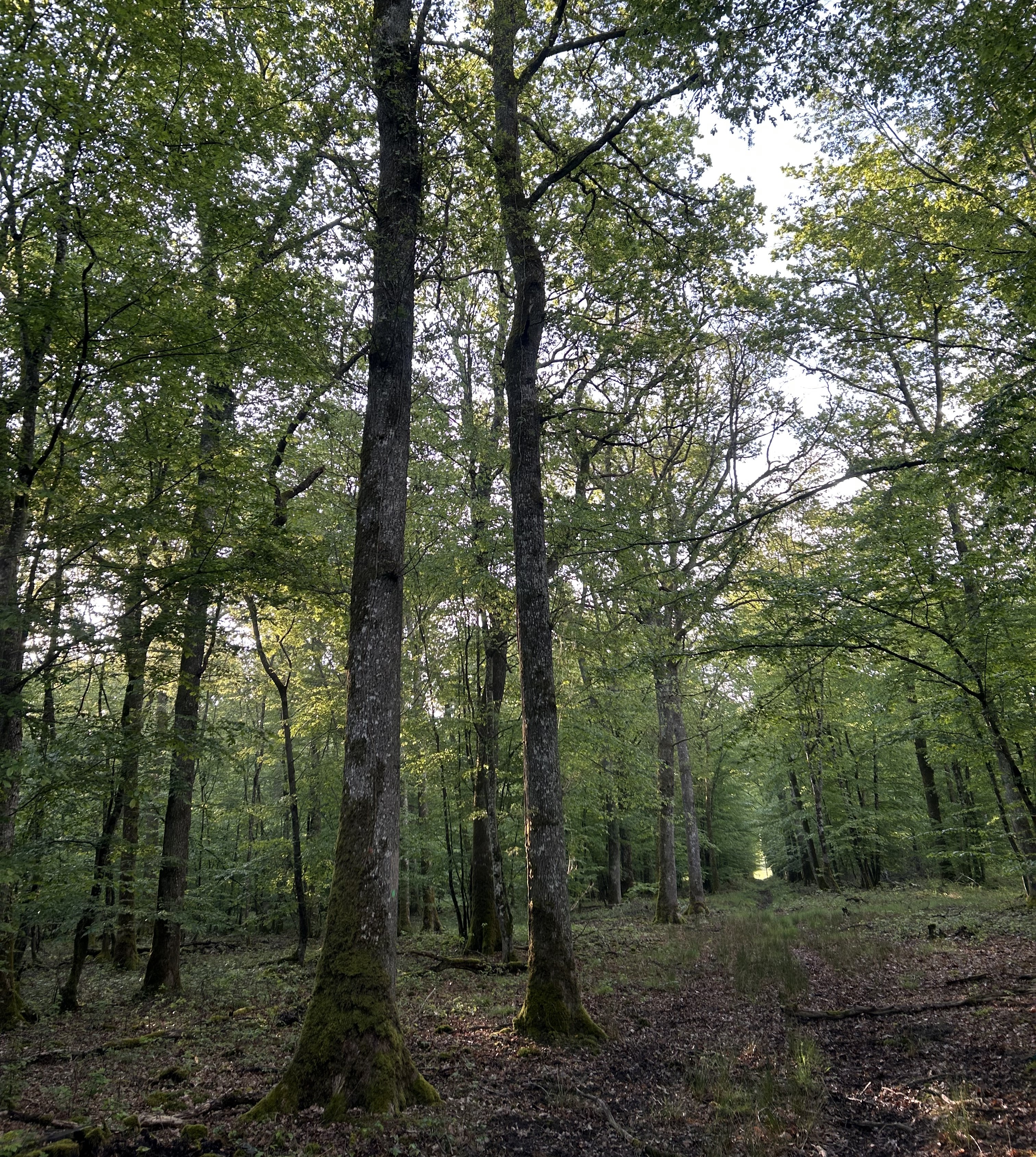 Photo de la forêt Gueugnon