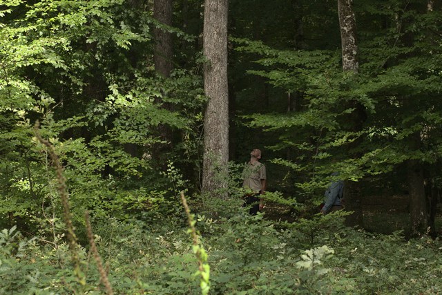 Photo de la forêt Marchenoir