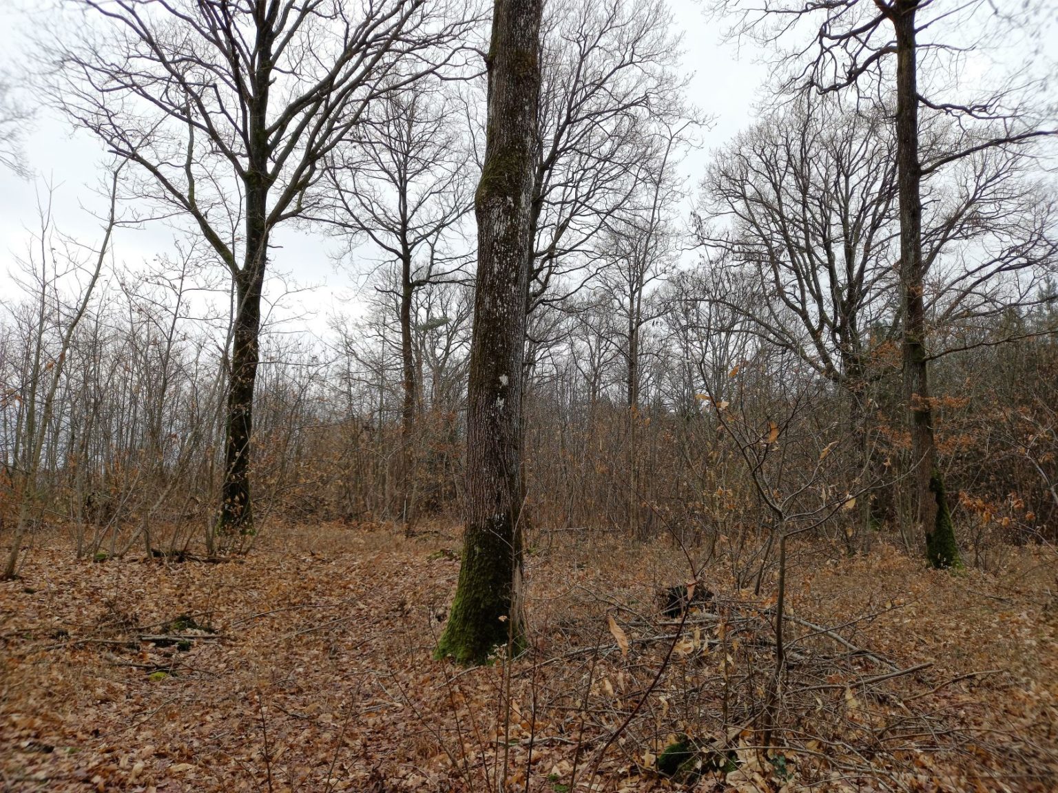 Photo de la forêt Monsort