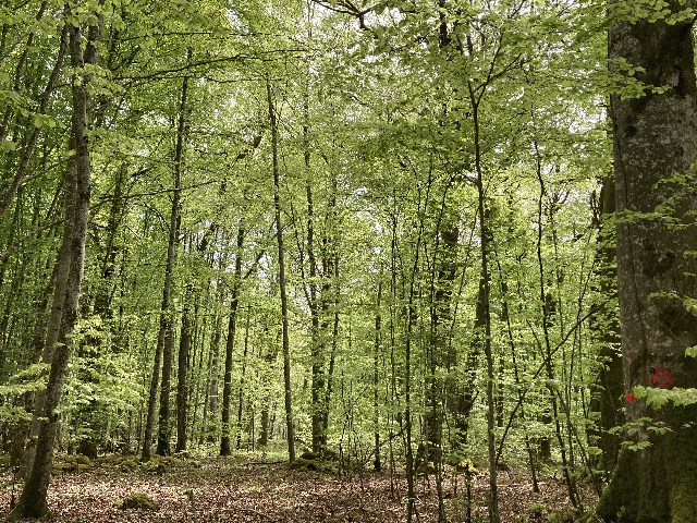Photo de la forêt Rochefort