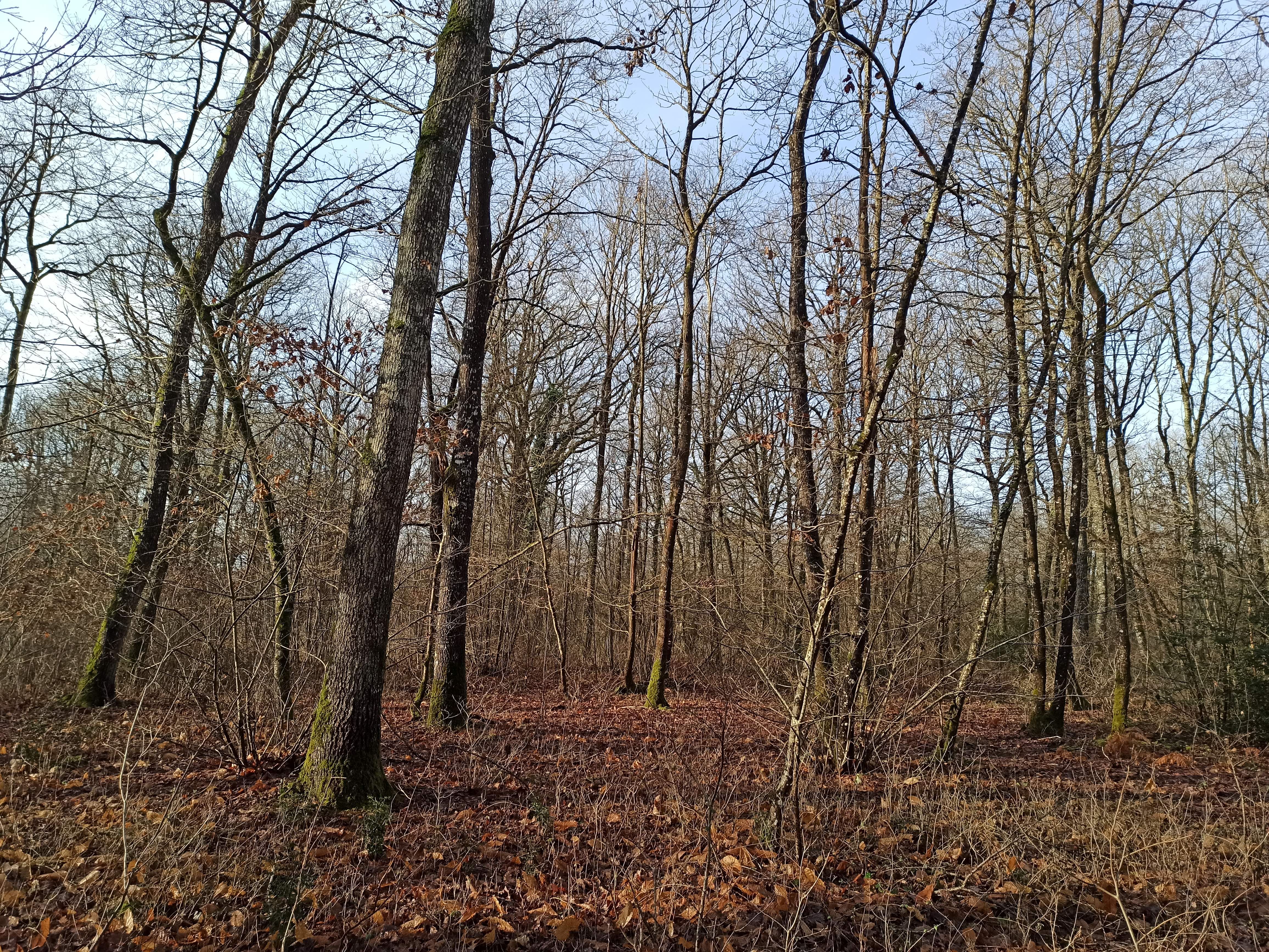 Photo de la forêt Bois de Souvigné-sur-Sarthe
