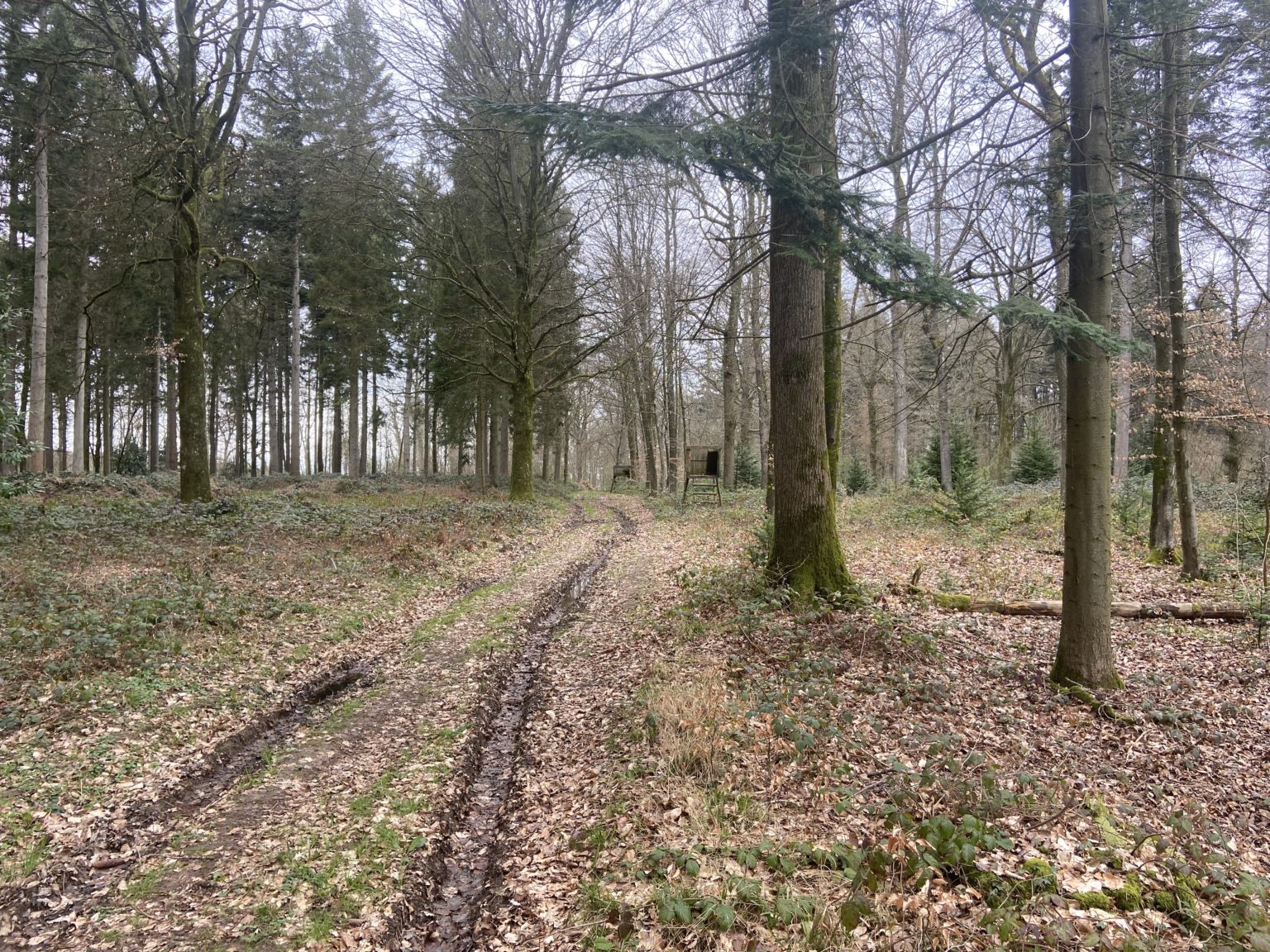 Photo de la forêt Vaubert
