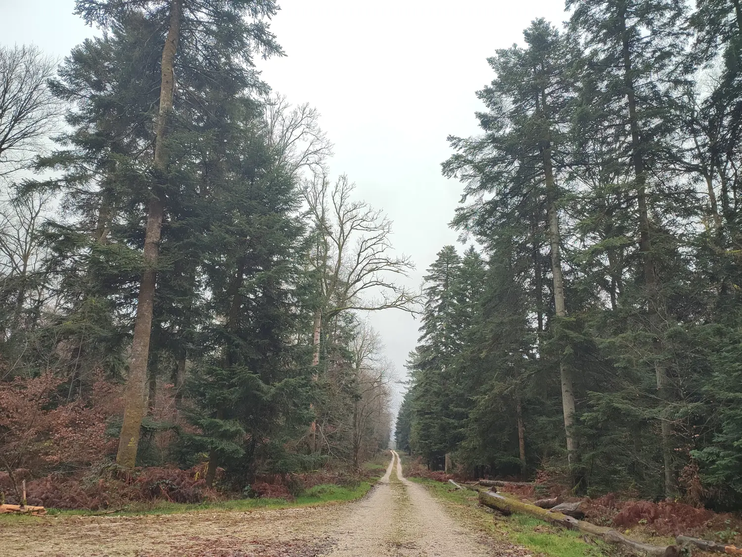 Photo de la forêt Bois de la Coupe
