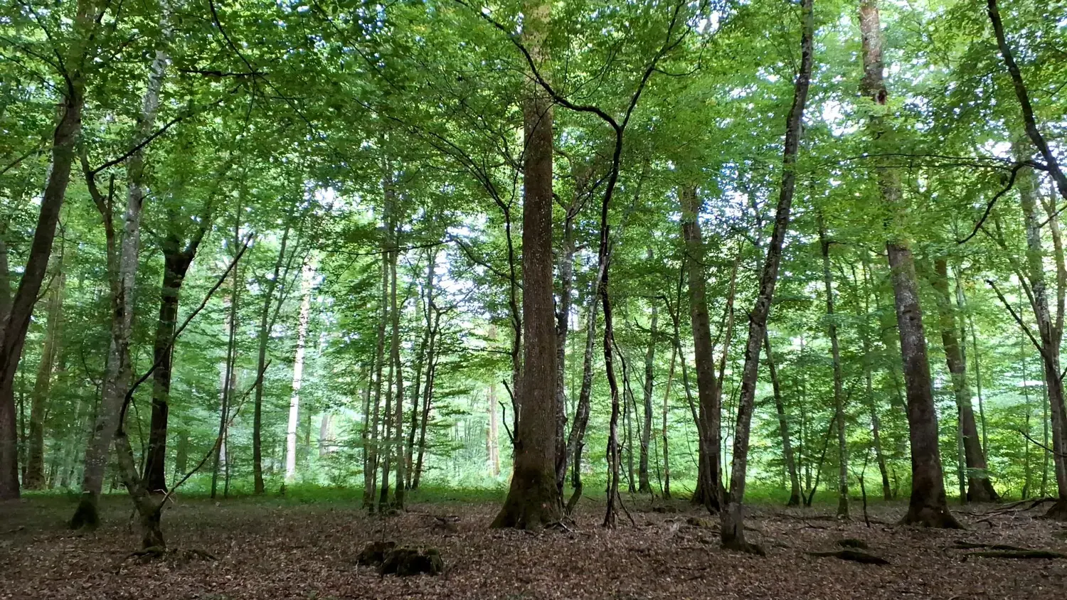 Photo de la forêt Palluau