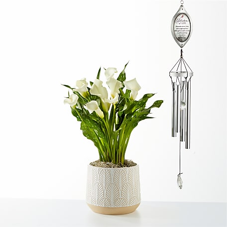 White Calla Lily Thinking of you Bundle