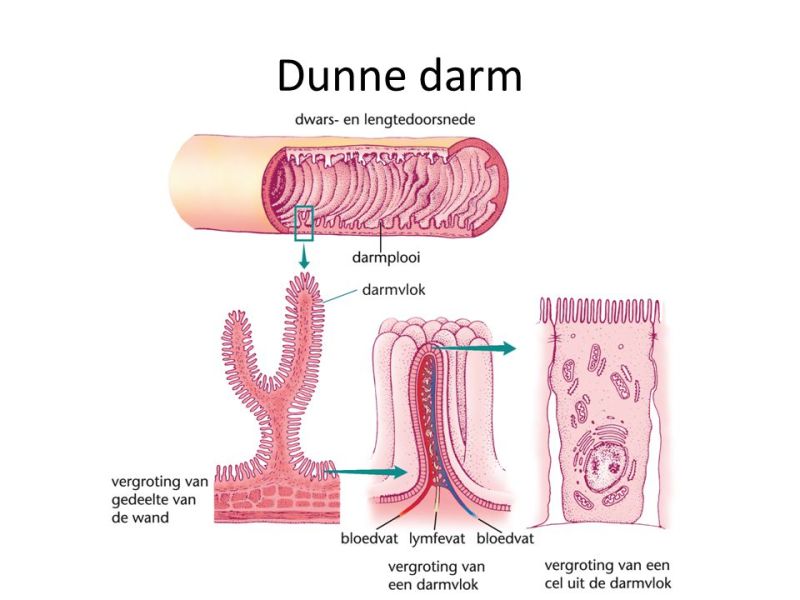 dikke en dunne darm