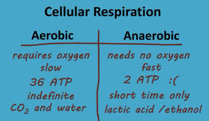 Equation For Anaerobic Respiration Talkchannels Differences Between Aerobic And Anaerobic Respiration Ted Ed