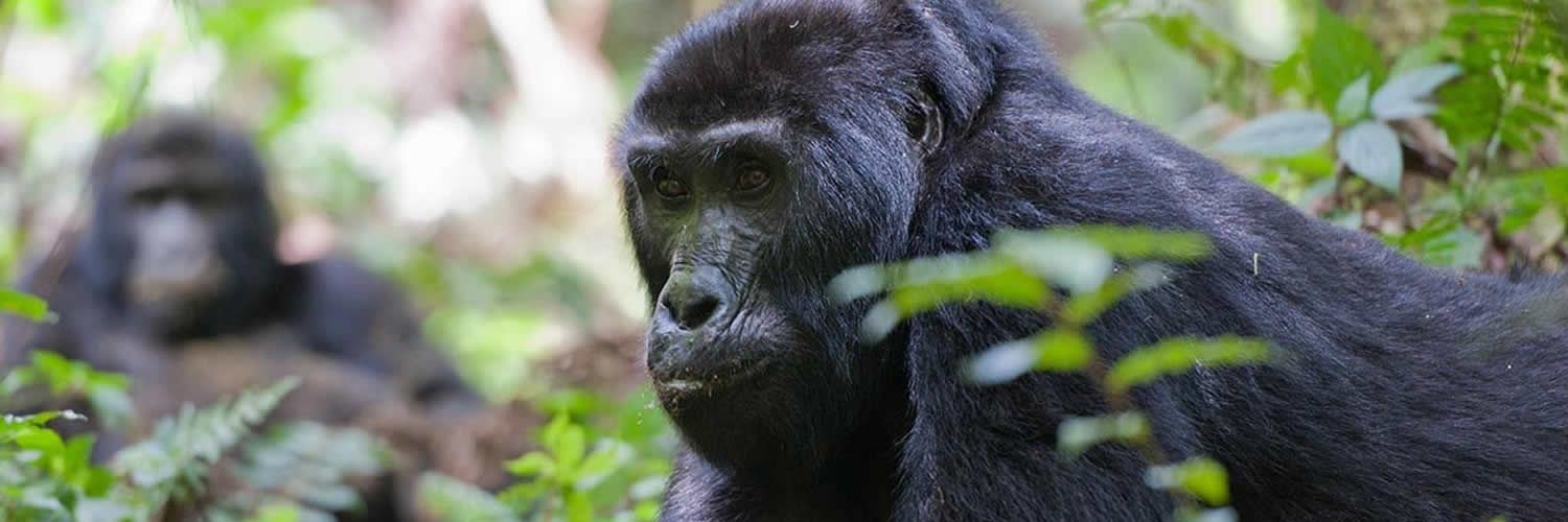 Budget Gorilla Safaris logo