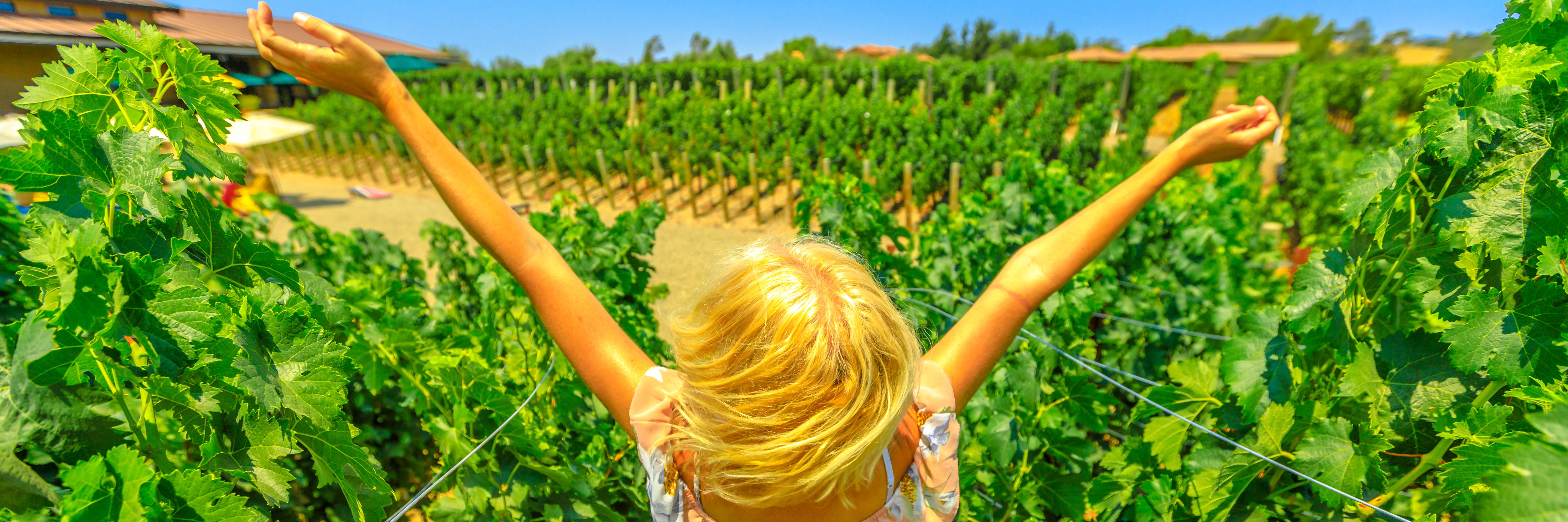 Wine Wrangler  logo