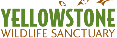 Yellowstone Wildlife Sanctuary logo