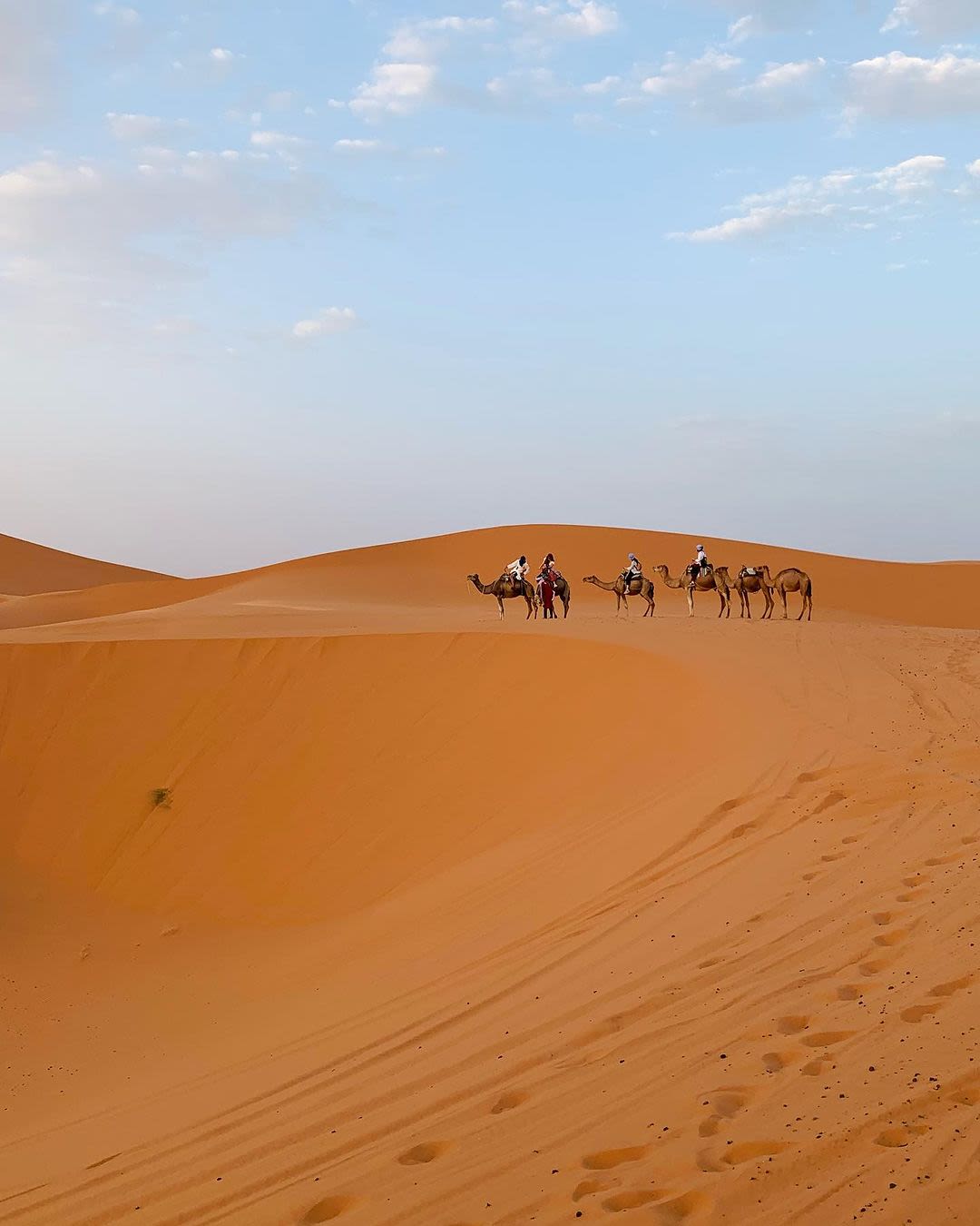 Wildmoroccotours logo
