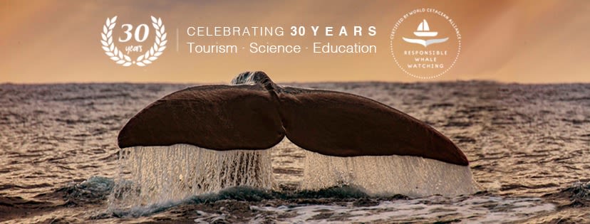 Futurismo Azores Adventures banner