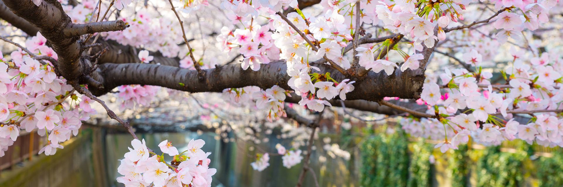 Arigato Japan Food Tours banner