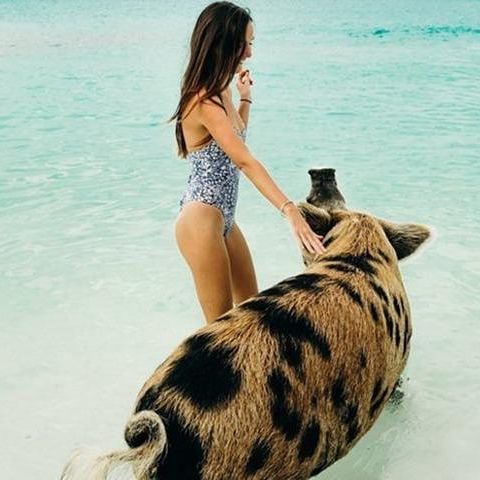 Intimate Pig Beach Excursion to Exuma Swimming Pigs - 7 Stop