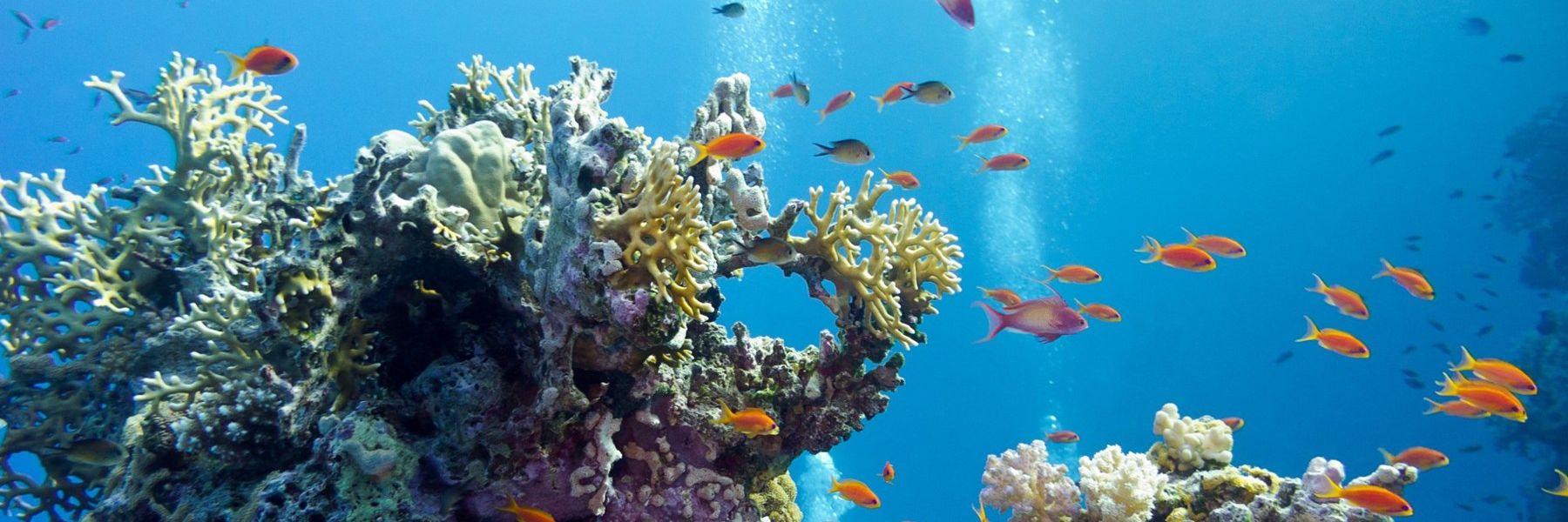 Sea Life banner