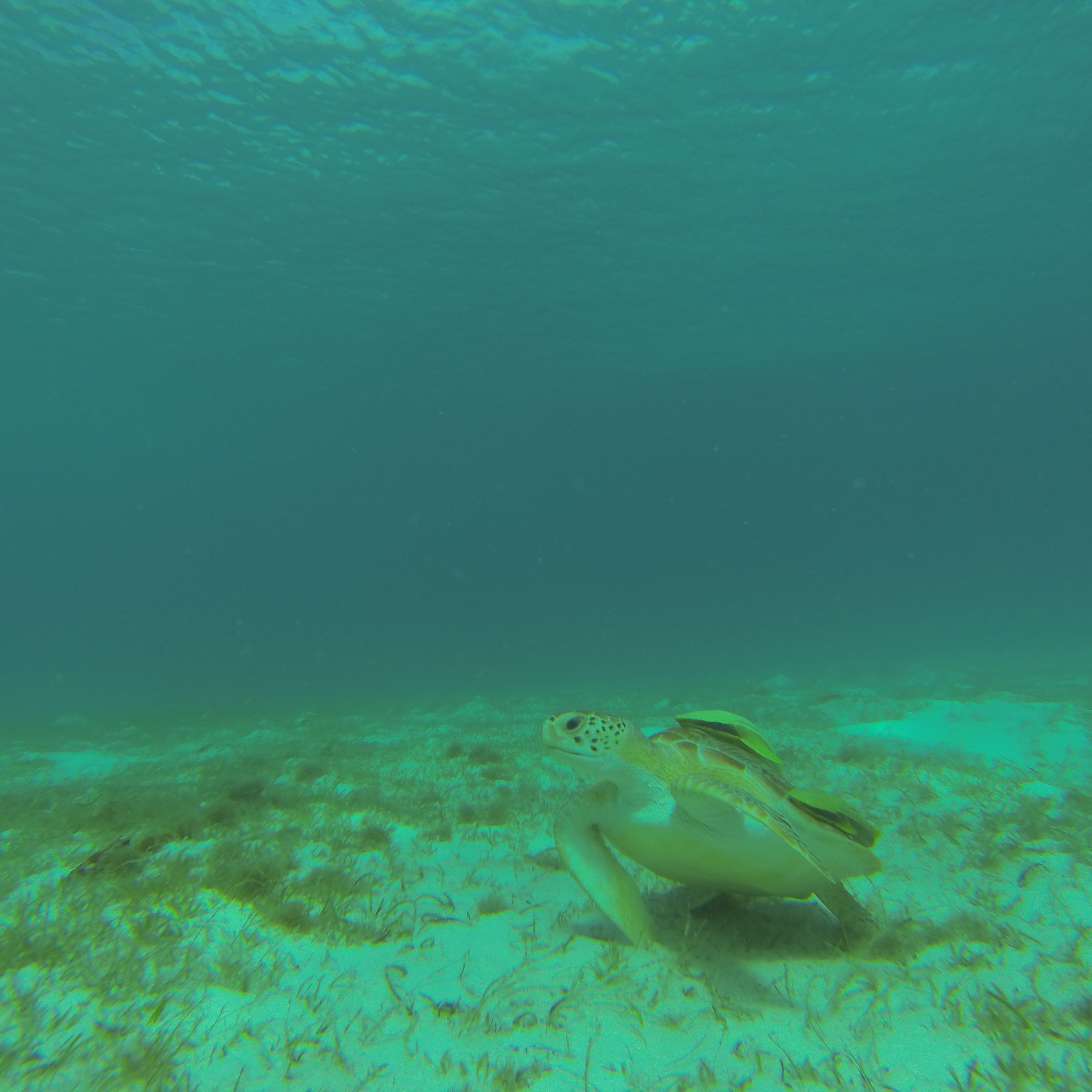 Full Day Private Charter: Snorkeling, Turtles, Beach Hopping