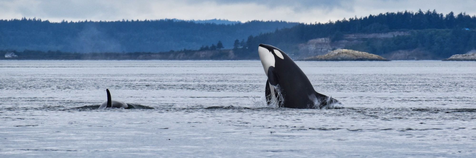 Blue Kingdom Whale & Wildlife Tours banner