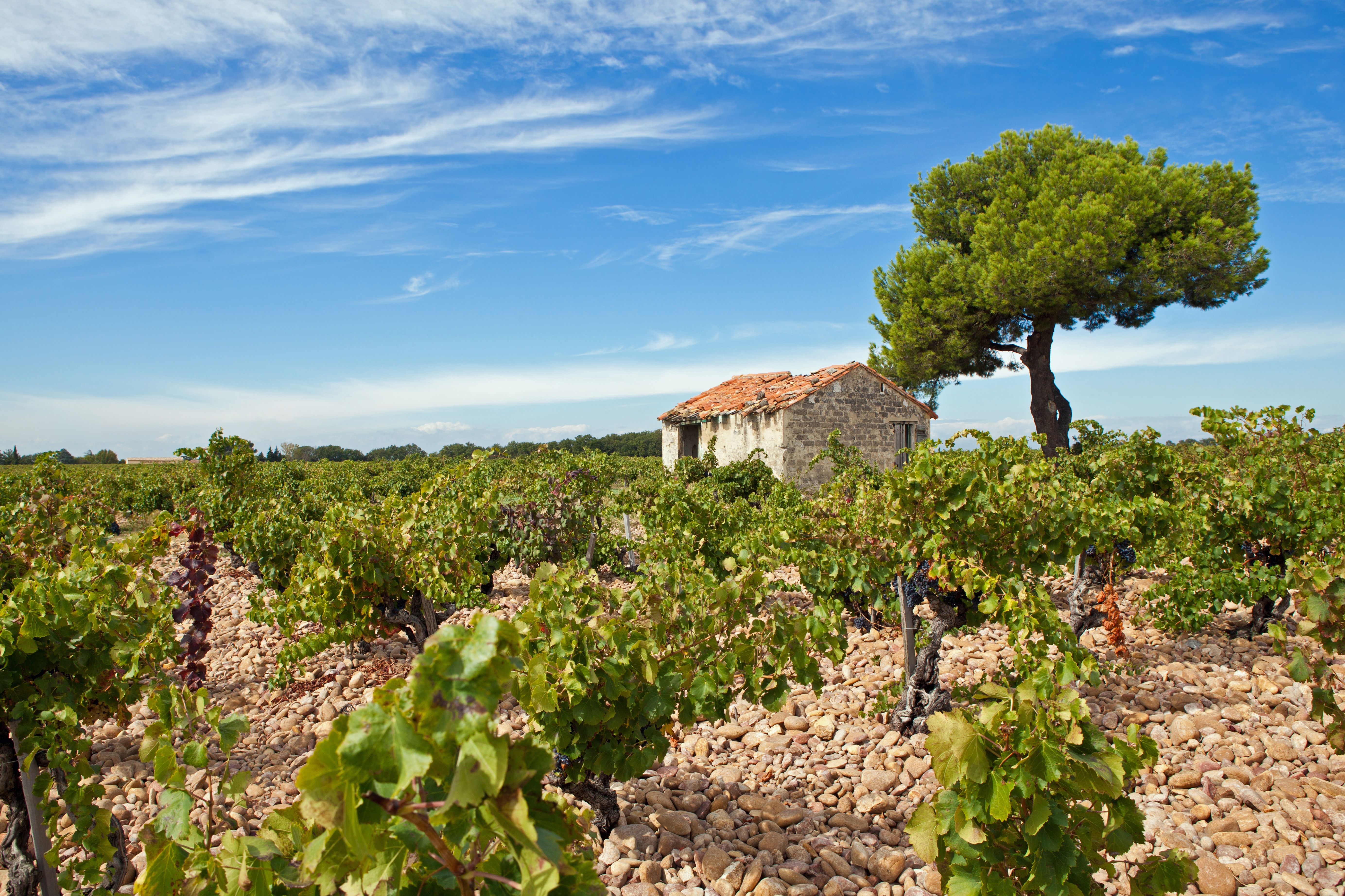 Châteauneuf du Pape Wine Tour Day Trip from Aix (shared)