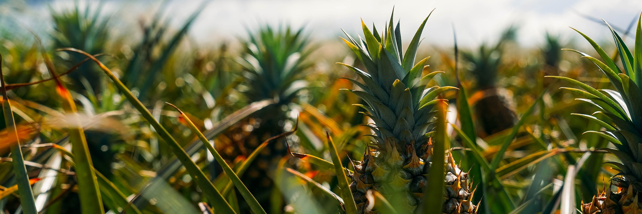 Maui Pineapple Tours banner