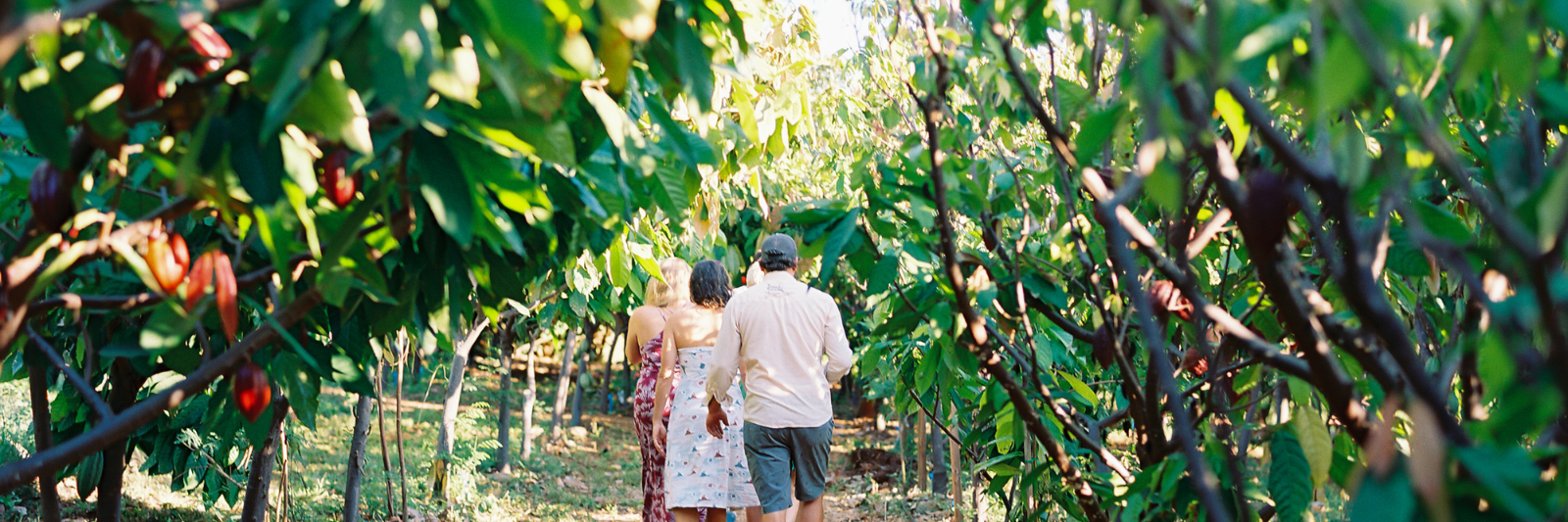 Maui Chocolate Tour banner