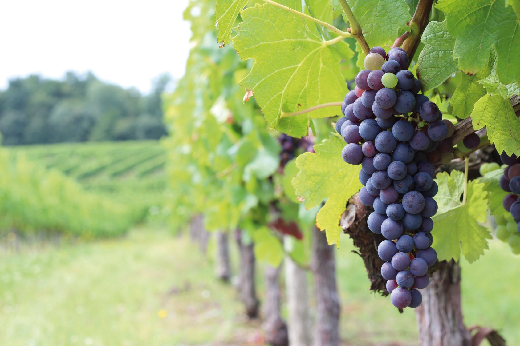 Medoc & Saint Emilion Wine FD Trip From Bordeaux private