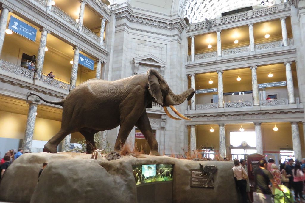 Admission to Museum of Natural History and Audio NYC Tours