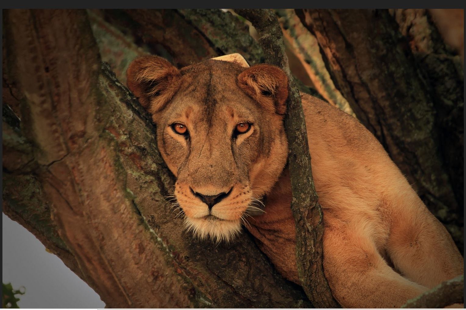 14 Days Uganda Gorillas And Adventure Safari