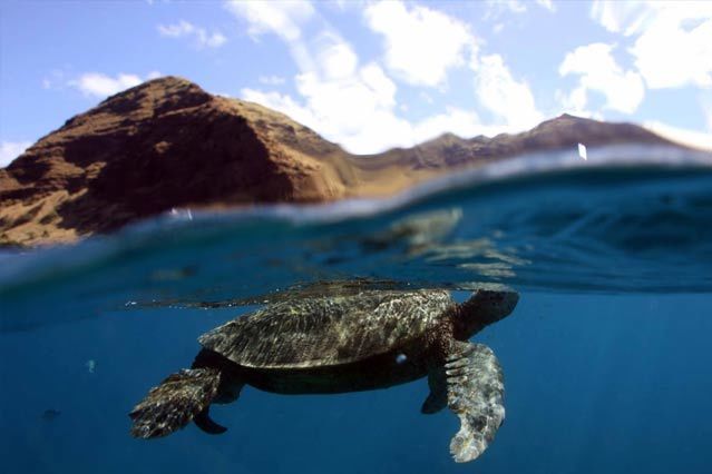 Sunset Snorkel Cruise (West Oahu)