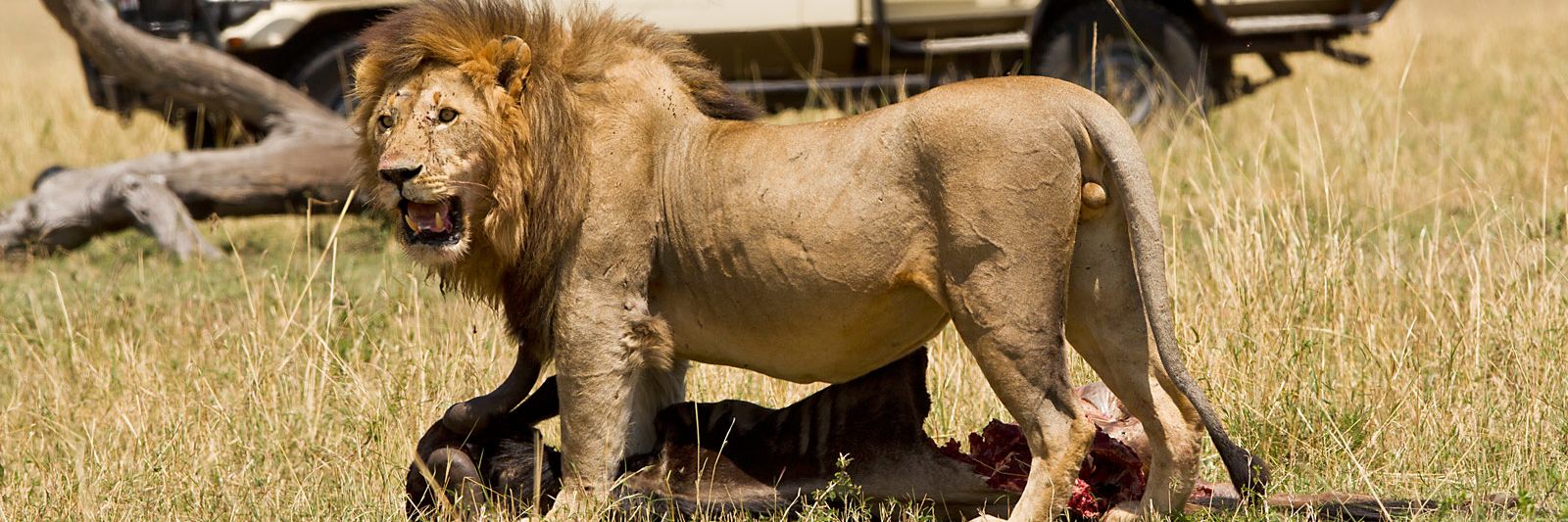 Exclusive Savannah Safaris banner