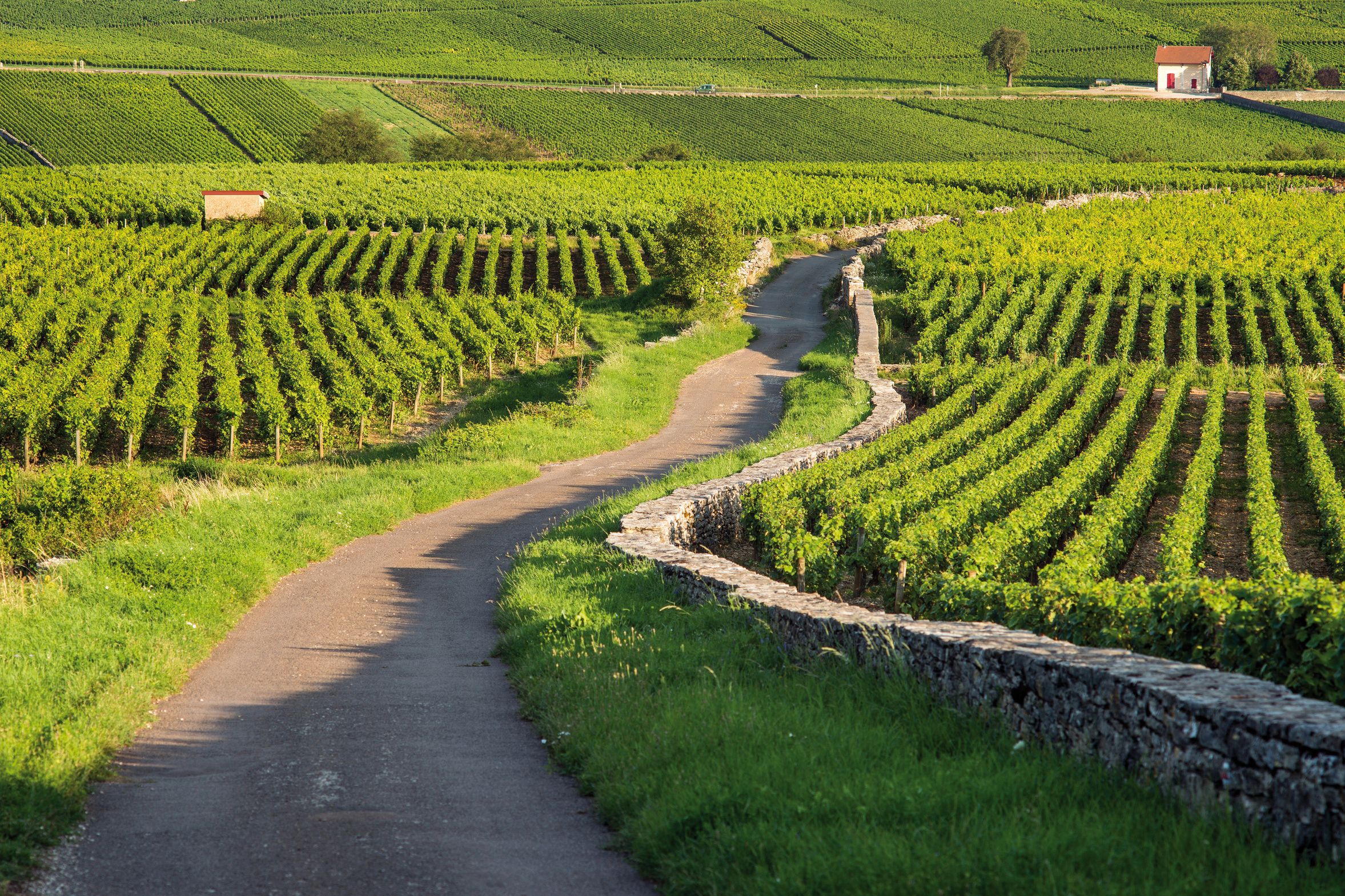 From Dijon Burgundy Wine Tour to Côte de Beaune (private)