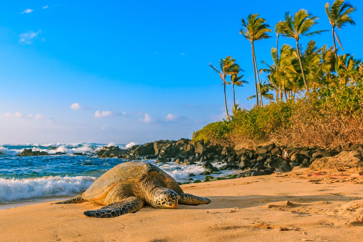 Private Oahu Ultimate Circle Island Tour