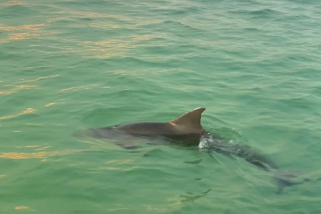 Private Destin Sunset and Dolphin Cruise