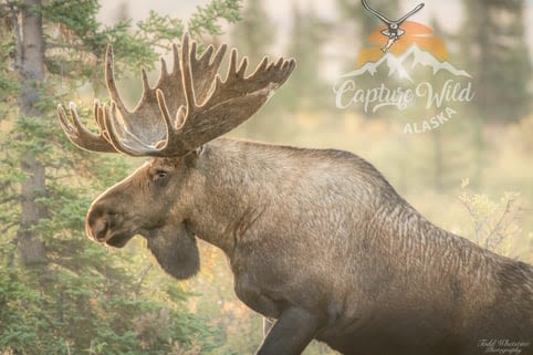 Alaskan Daybreak Photo Tour (Close To Denali)