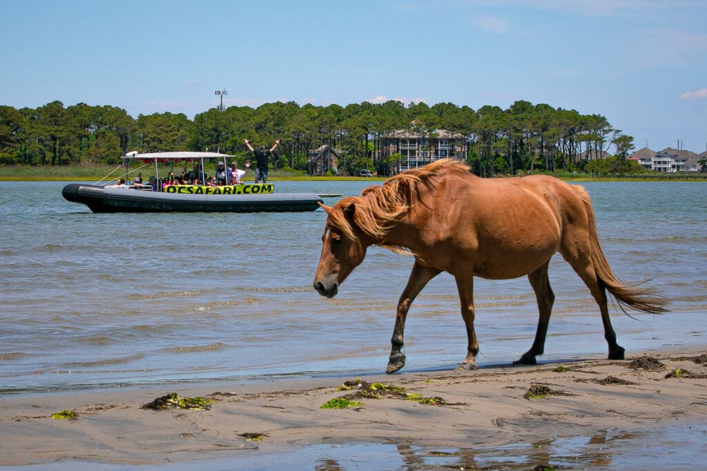 Safari Boat Tour Ocean City
