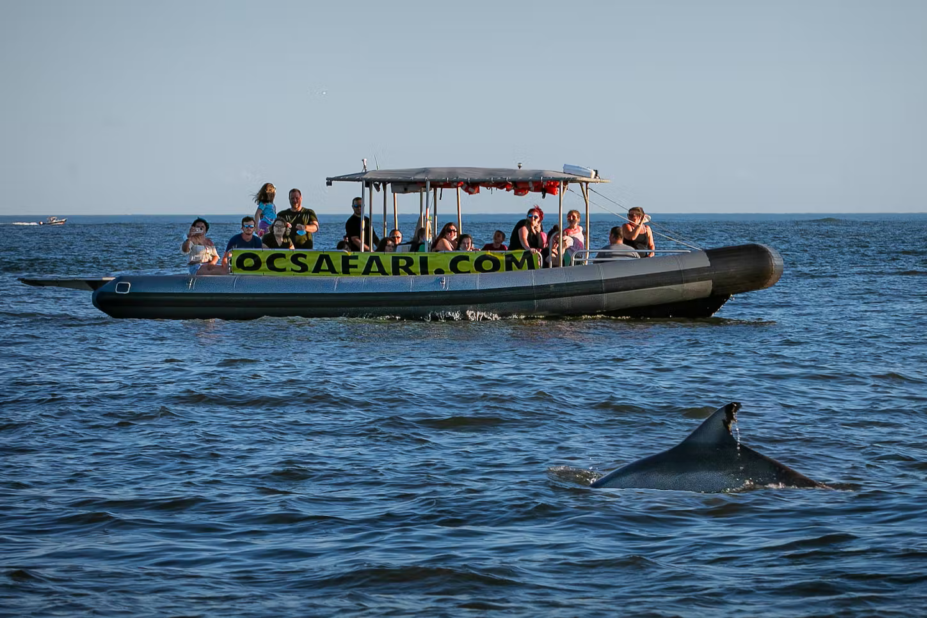 Safari Boat Tour Ocean City