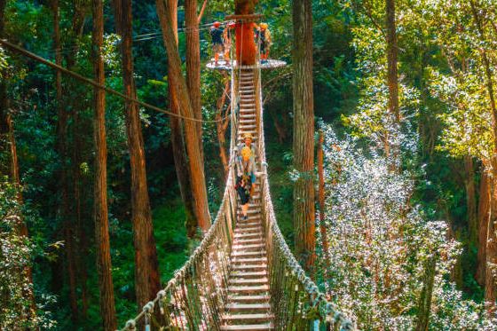 Big Island Kohala Canopy Adventure