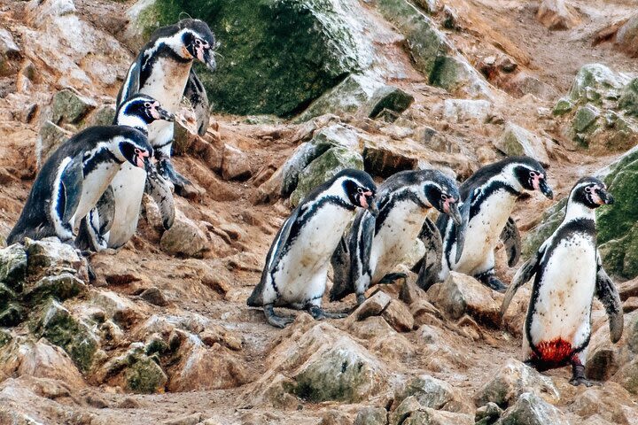 1 Day Tour from Lima (Paracas + Huacachina Oasis)