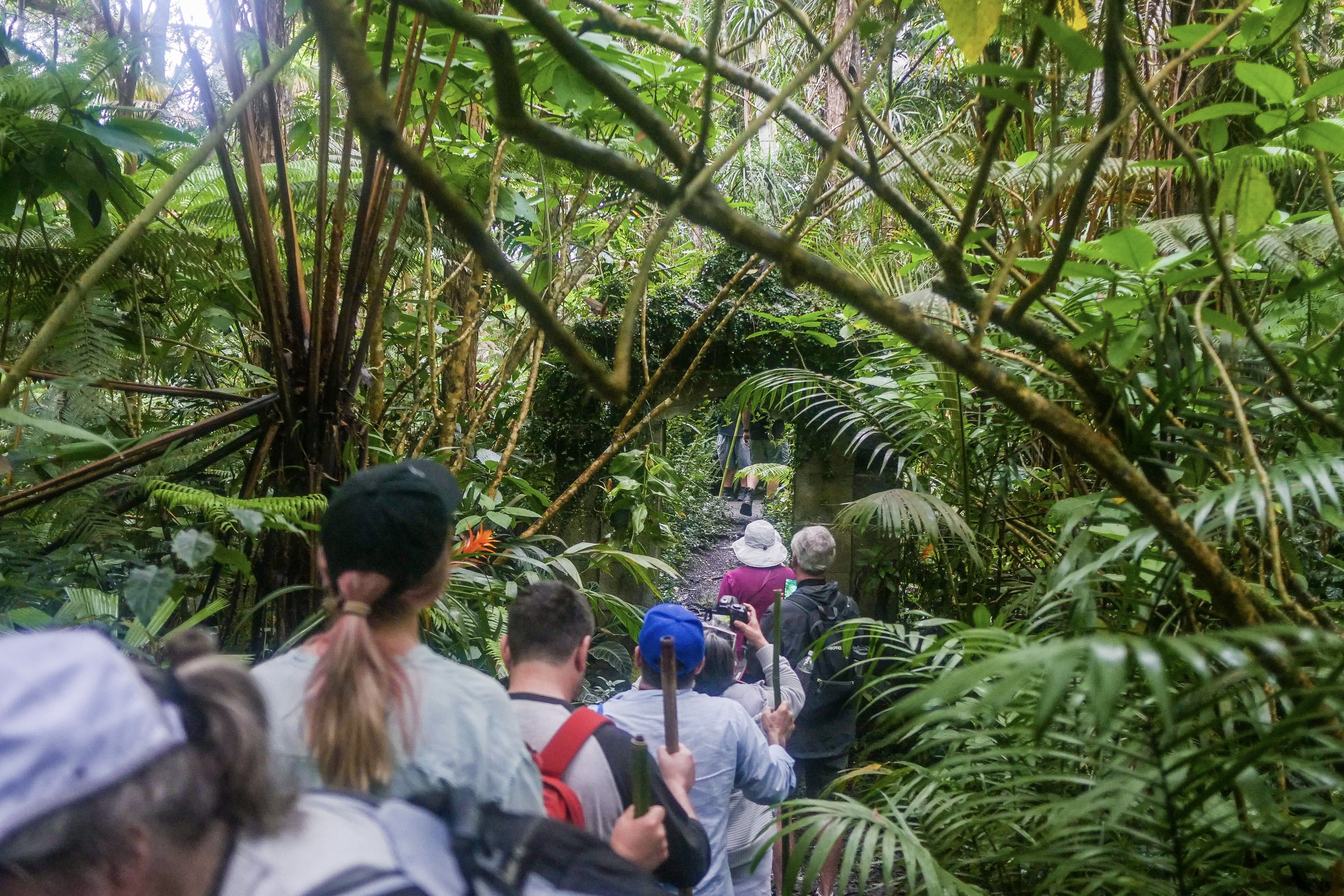Kona Cloud Forest Sanctuary Montane Jungle Tour (2.5 hrs)