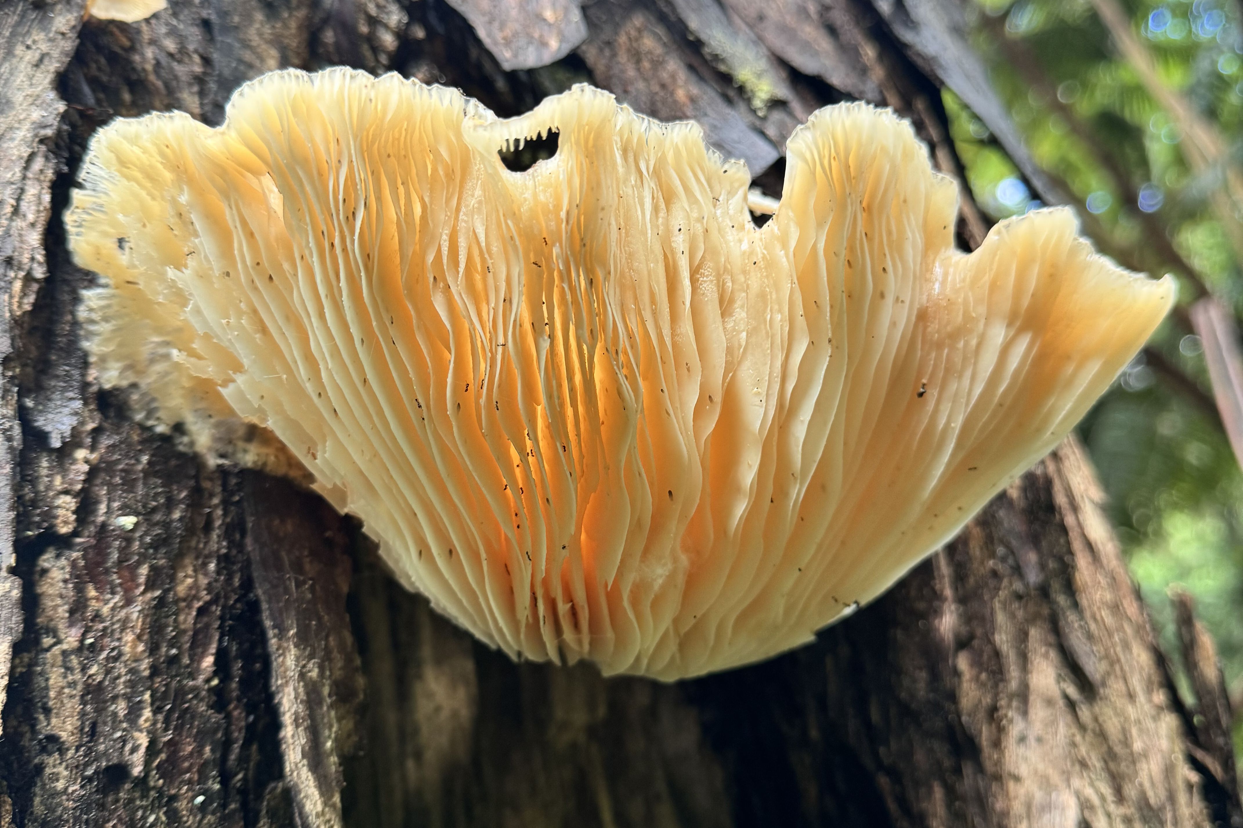 Kona Cloud Forest Sanctuary Montane Jungle Tour (2.5 hrs)