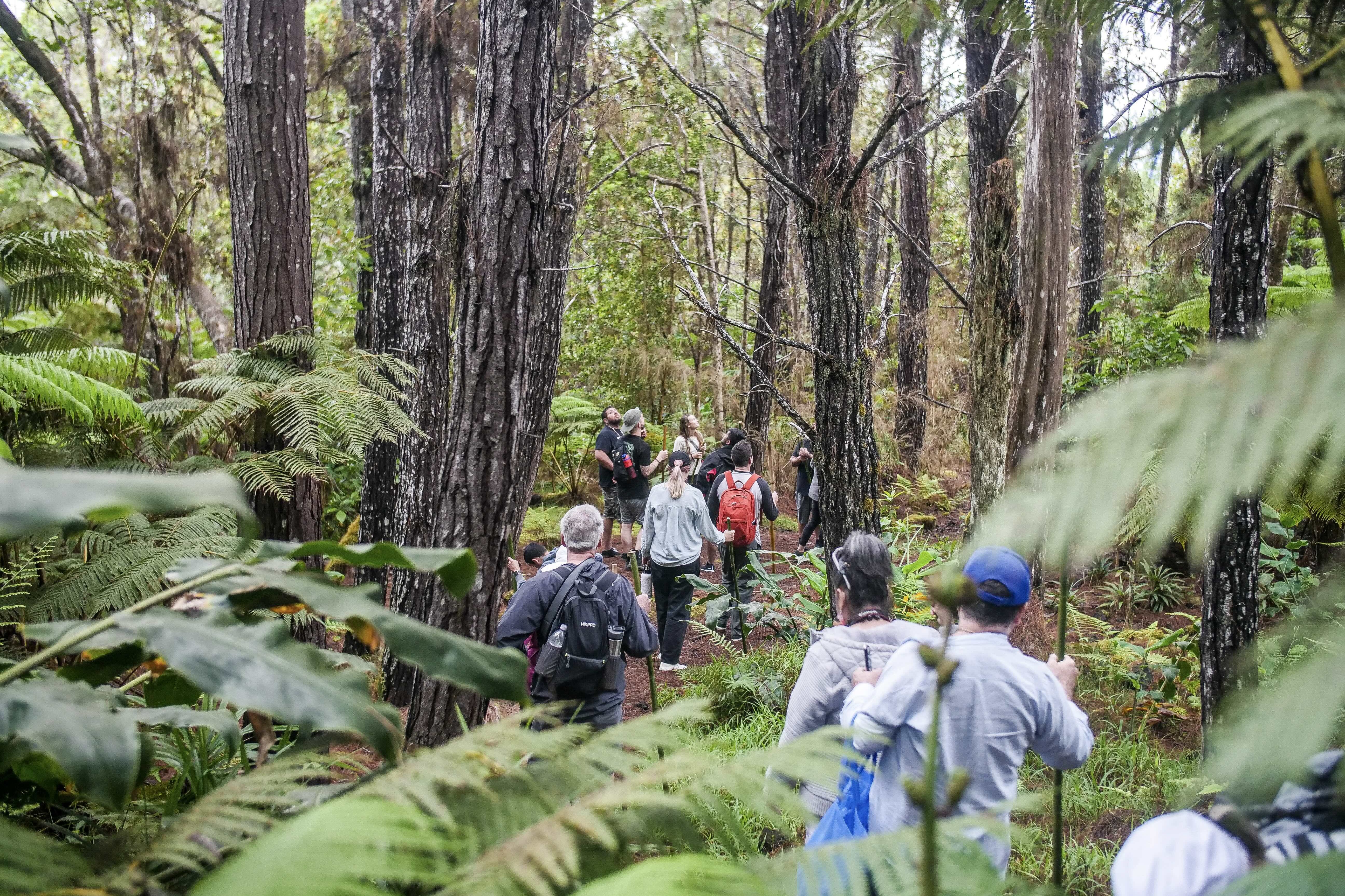 Cloud Forest Tour - (1.5 hr) Pantropical Trail - Kailua-Kona