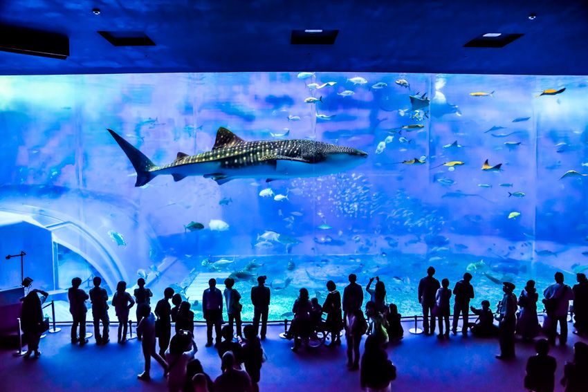Okinawa Churaumi Aquarium Ticket