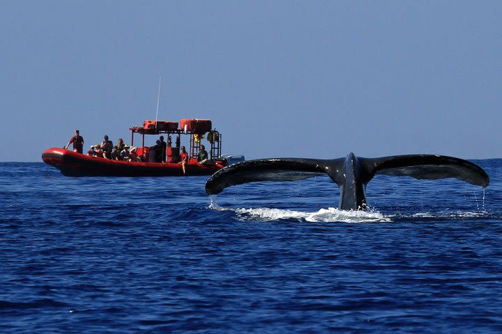 Maui Whale-Watching Tour by Raft from Kihei
