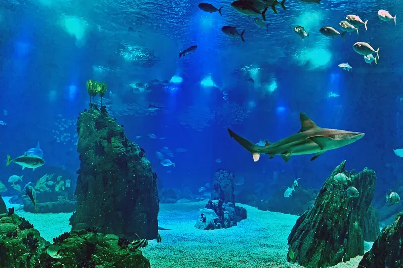 Oceanário de Lisboa: Skip-The-Line Ticket