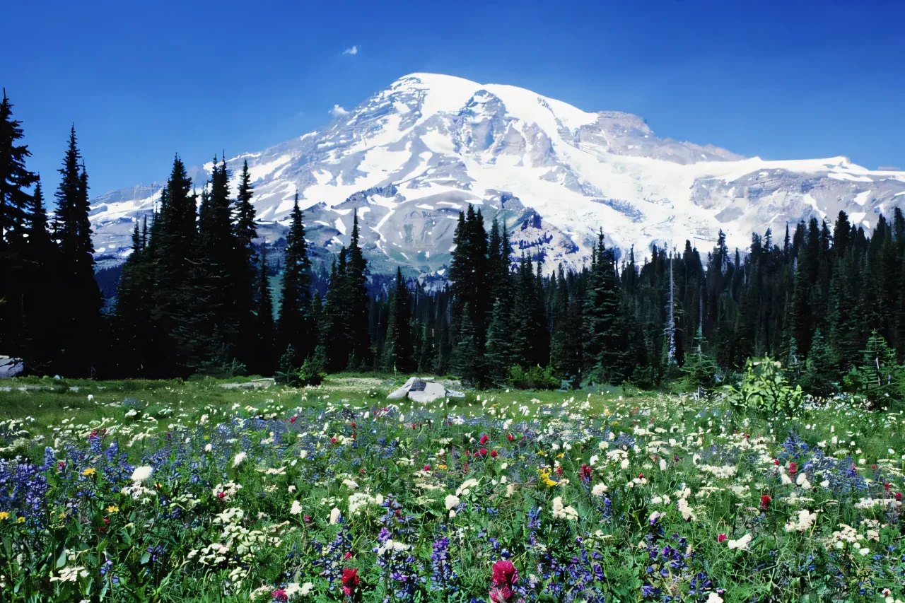 Mt. Rainier Tour From Seattle