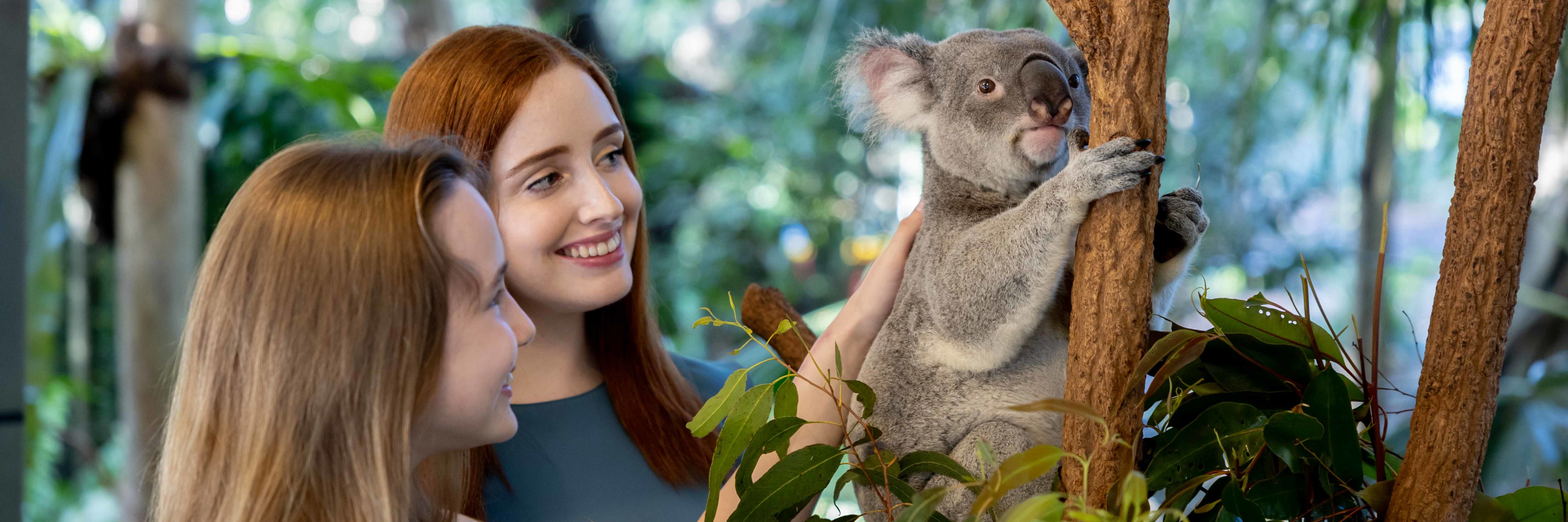 Lone Pine Koala Sanctuary banner