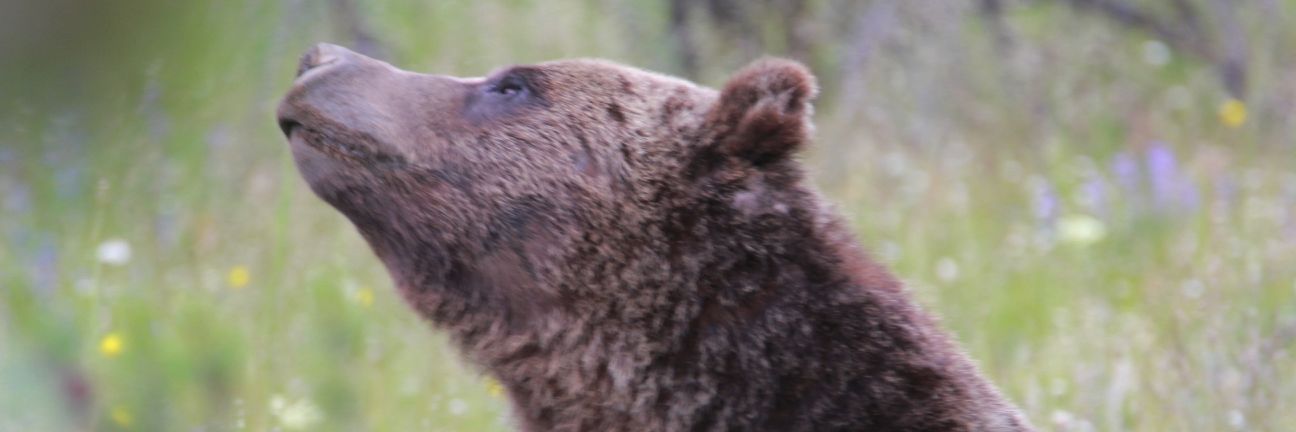 Yellowstone Safari Tours - Yellowstone Tours From Jackson Hole banner