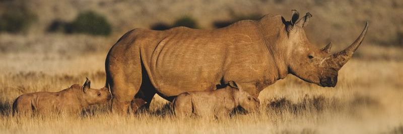 Nature Bound Africa banner